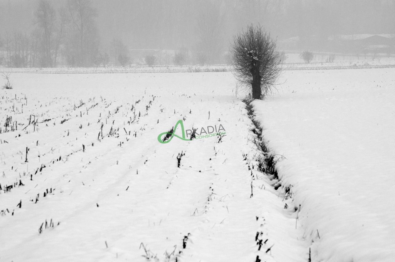neve (10)