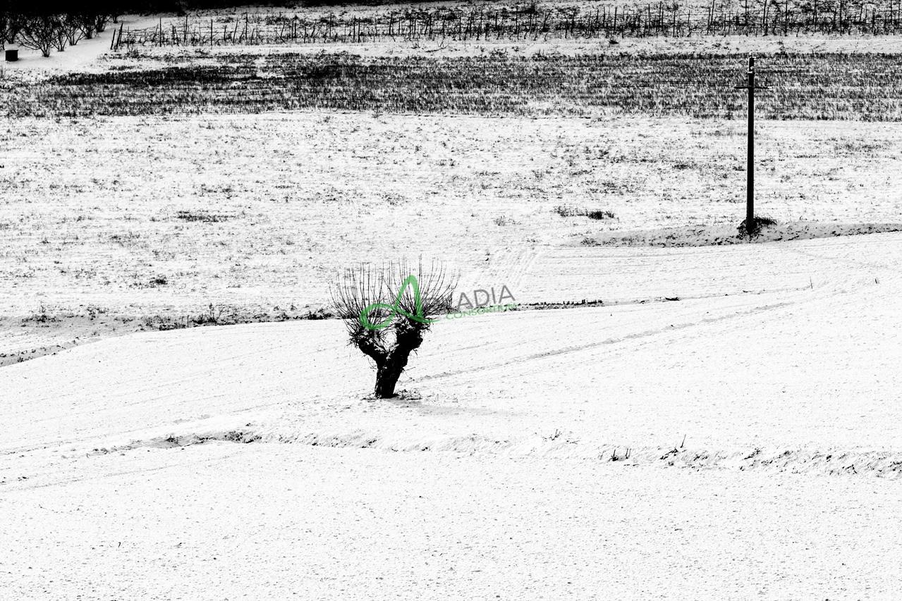neve (18)