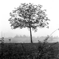 Alberi