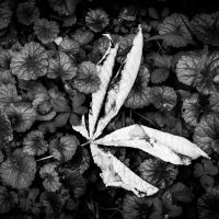 autunno (8) 