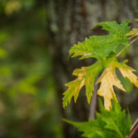 Foglie d’autunno