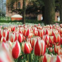 04_CASTELLO DI PRALORMO_Messer Tulipano 846 