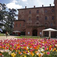 05_CASTELLO DI PRALORMO_Messer Tulipano 0h 