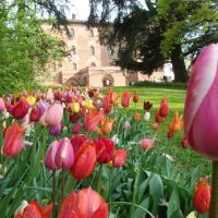 06_CASTELLO DI PRALORMO_Messer Tulipano 0a 