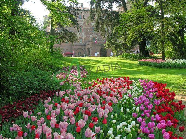 07_CASTELLO DI PRALORMO_Messer Tulipano 00